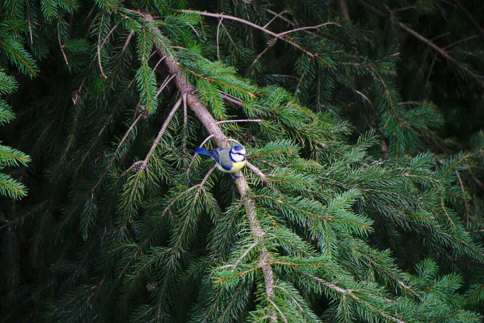 Fir tree nature ornithology