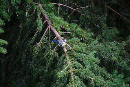 Fir tree nature ornithology
