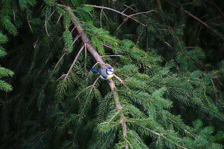 Fir tree nature ornithology photo