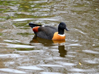Duck bird lake photo