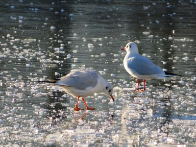 Ice winter birds photo