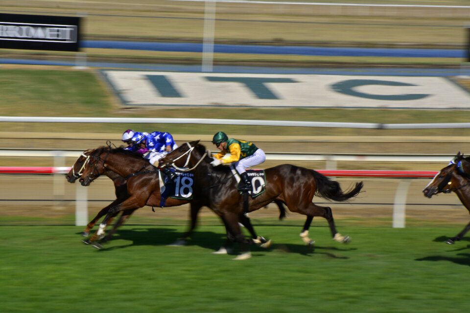 Racehorse animal outdoors