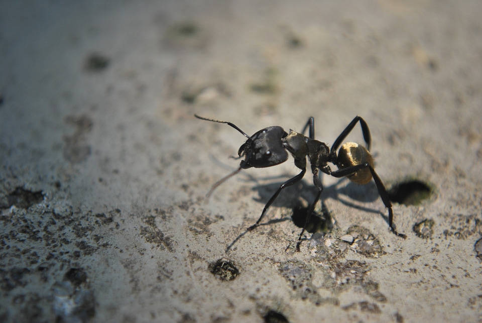 Animals nature ants