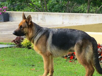 Domestic animals dog animals