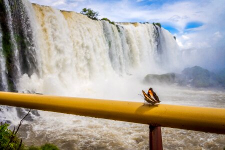 Waterfall butterfly brazil