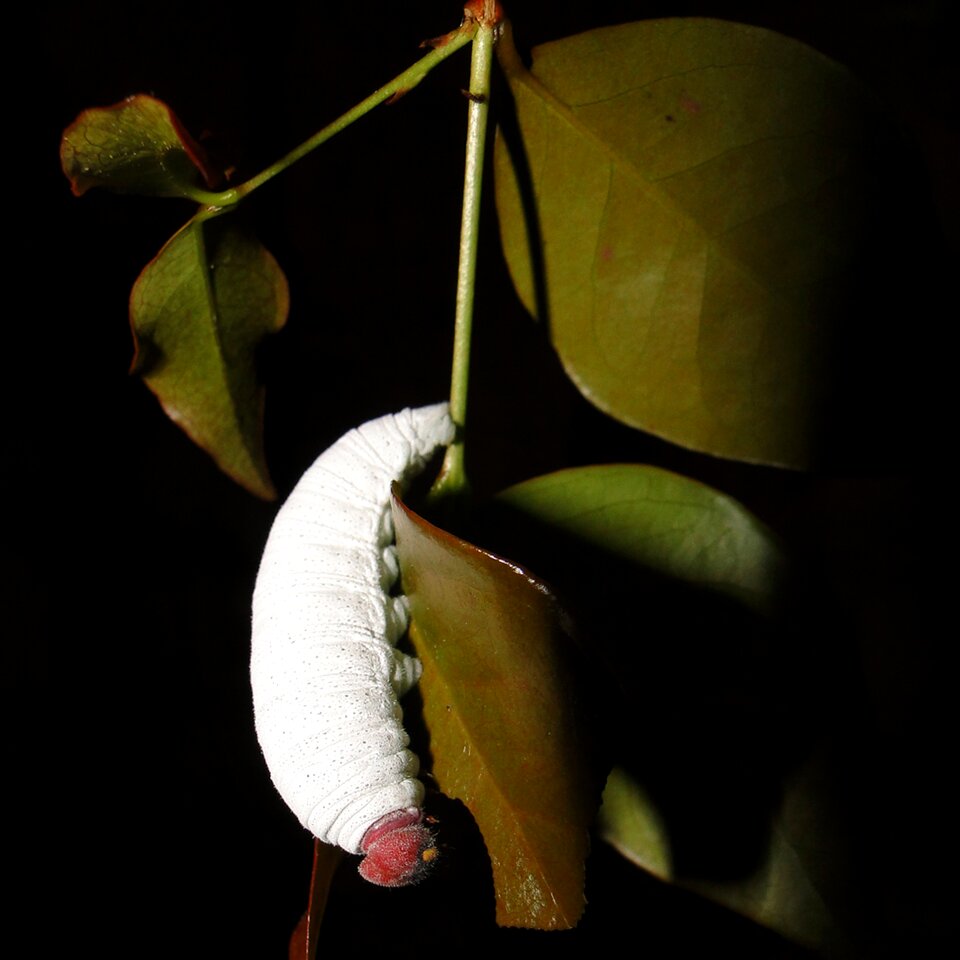 White garden