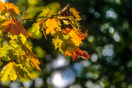 Stroll maple russia photo