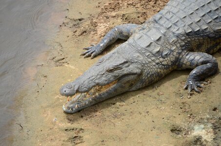 Wildlife reptile predator