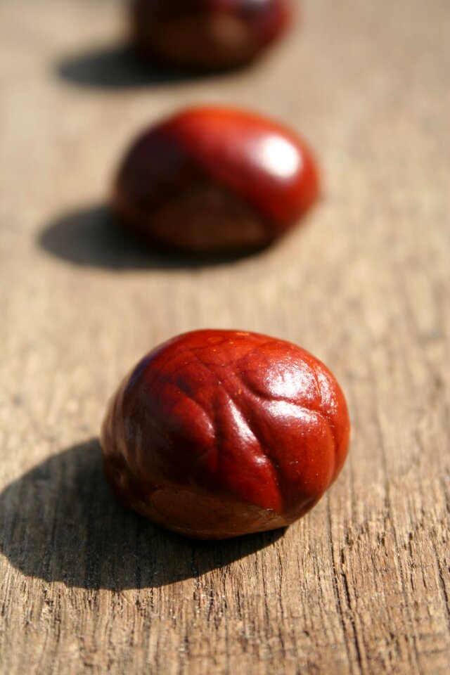 Close up autumn fruit tree