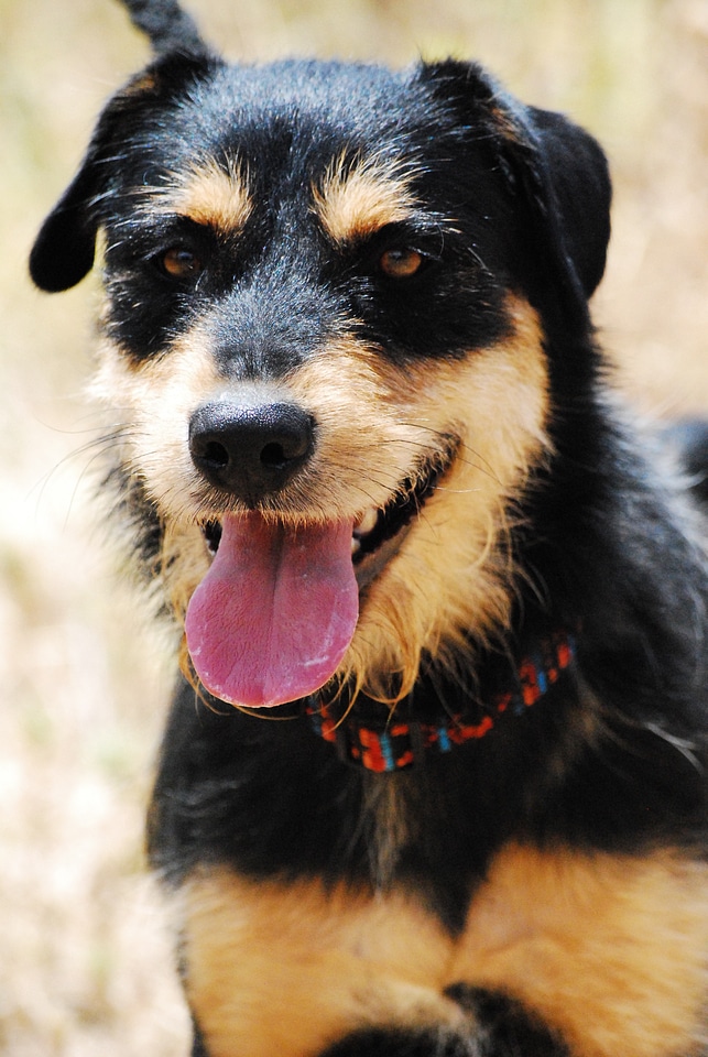 Schnauzer black brun