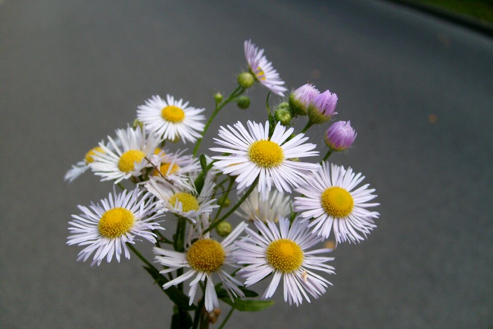 Small flowers plants bouquet