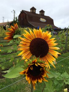 Yellow sun meadow photo