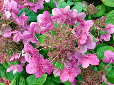 Shrub flower pink white dark green foliage photo