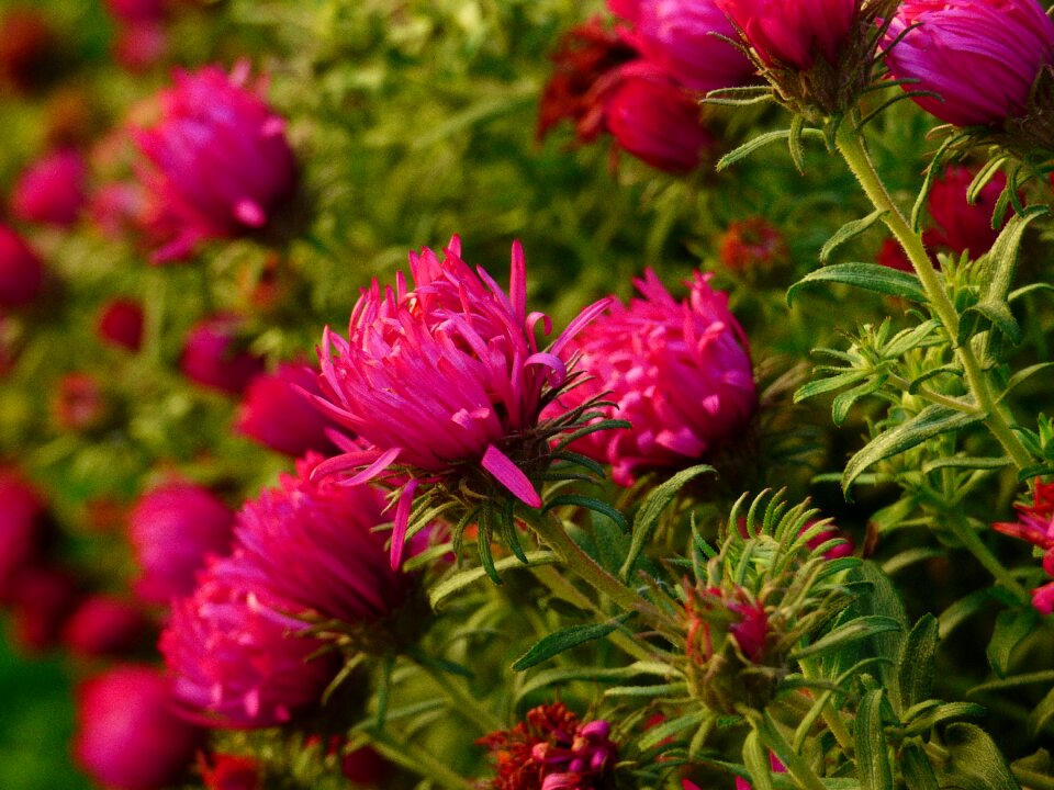 Plant garden autumn