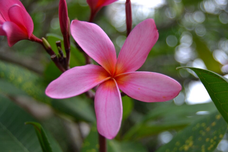 Plumeria pink flower flower