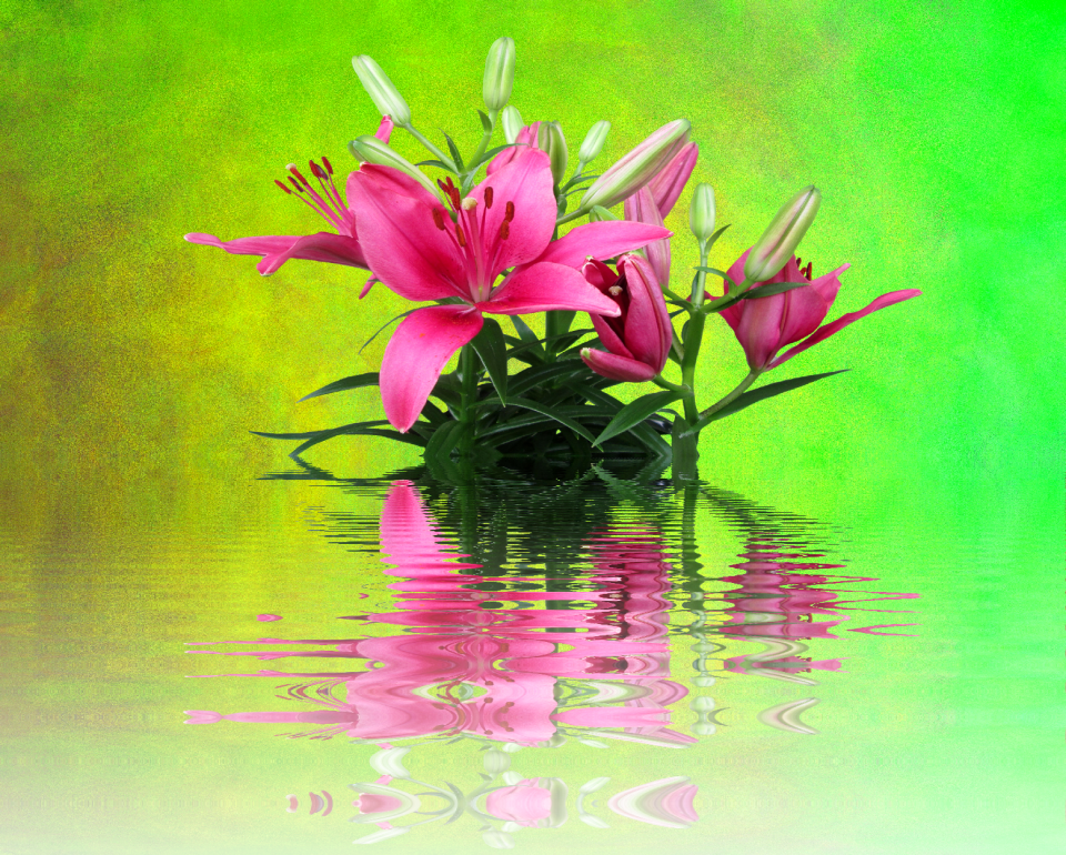 Pink flower pink blossom