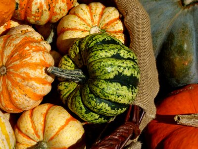 Harvest pumpkin autumn decoration photo