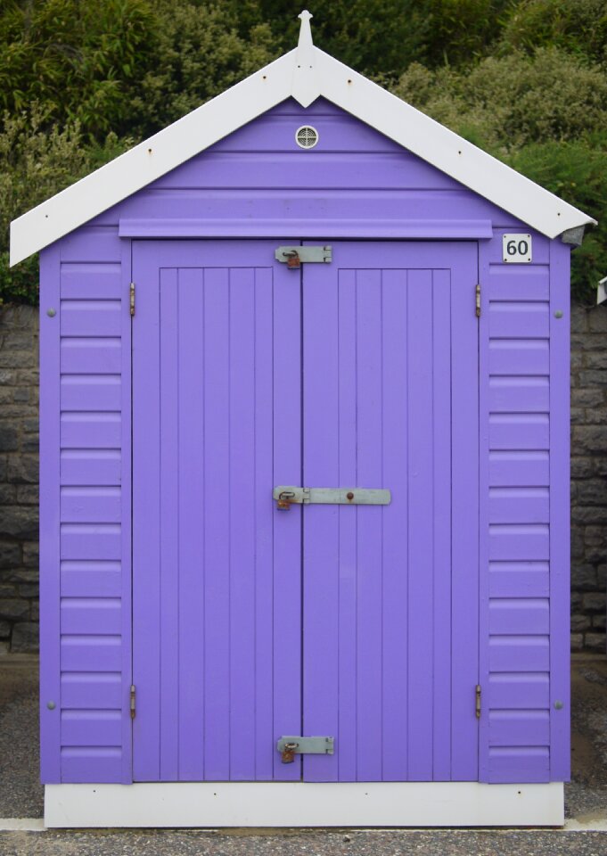 Coast purple seaside