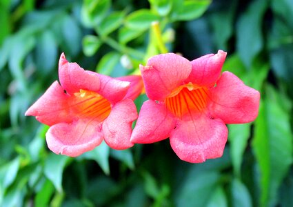 Pink flowers trumpet ornamental plant