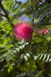 Nature pink pink flower