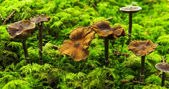 Mushroom picking nature poison photo
