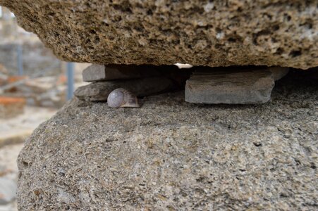 Snail details stone