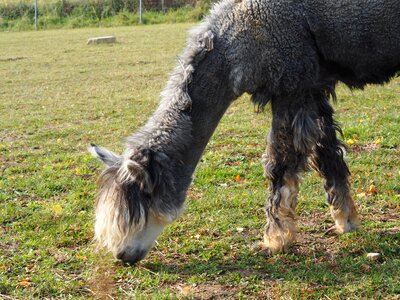 Animal attention lama head photo