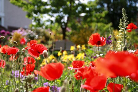 Nature poppy flower garden photo