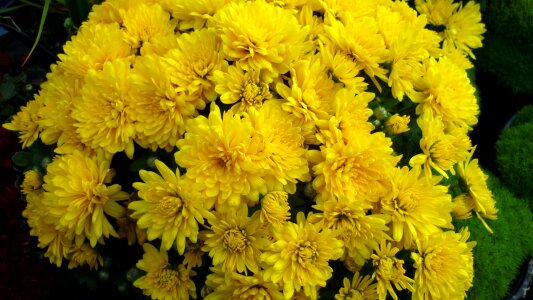 Yellow flowers flower garden