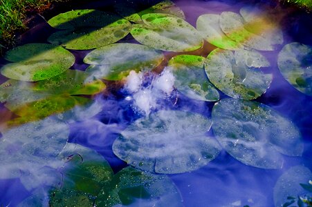 Aquatic plant waterlily basin