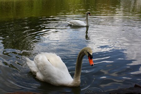 Swan white lake