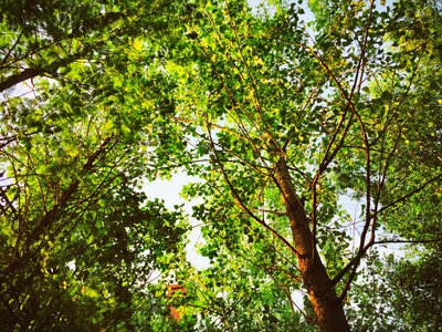 Light leaf look up photo