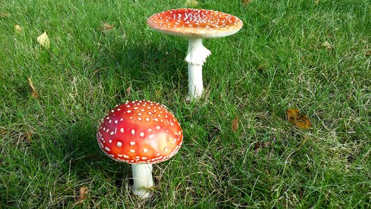 Flugsvampar large mushrooms red