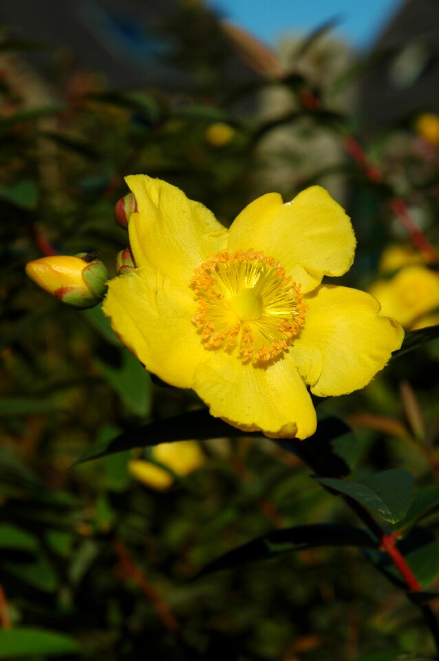 Yellow flower close up summer photo