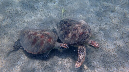 Animal ocean mayotte