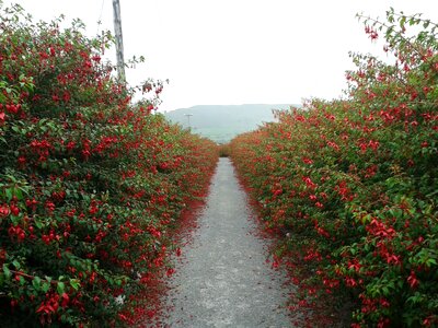 Hedge hedges hiking