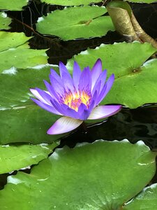 Flower plant