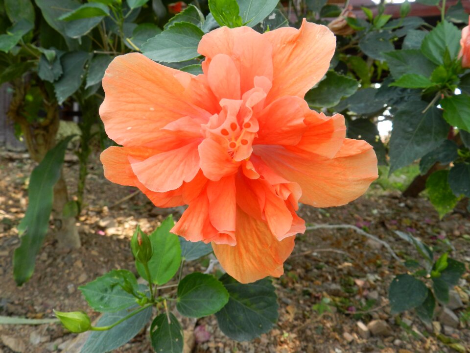 Orange flower orange blossom
