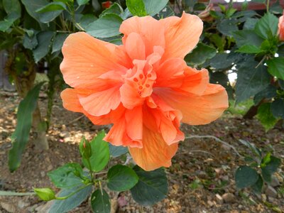 Orange flower orange blossom photo