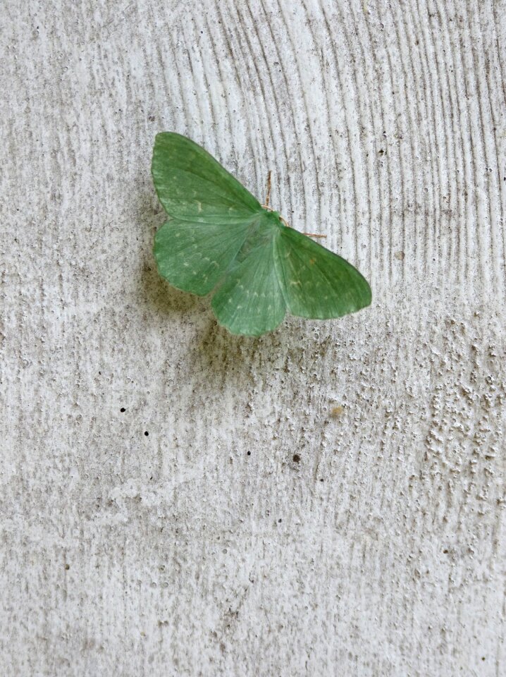 Insect butterfly close up