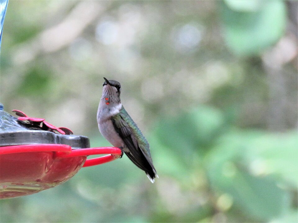Wildlife hummingbird