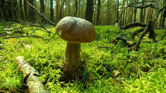 Mushrooms autumn collect