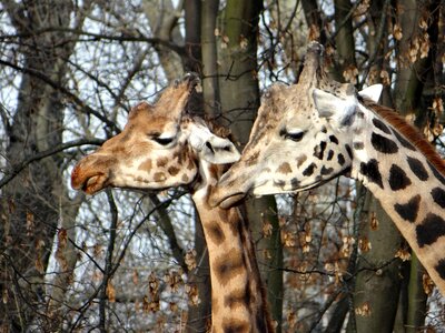 Safari wild animal photo