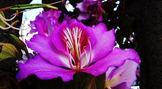 Purple flower purple flowers nature