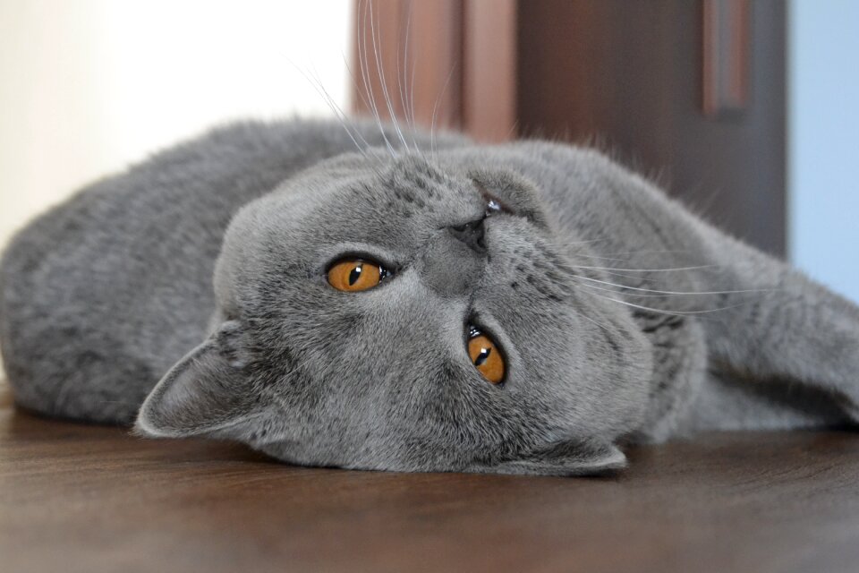 Cat british cat blue