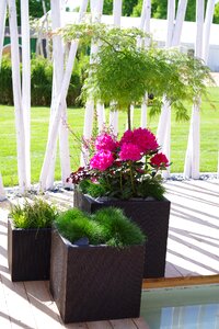 Japanese maple terrace planters
