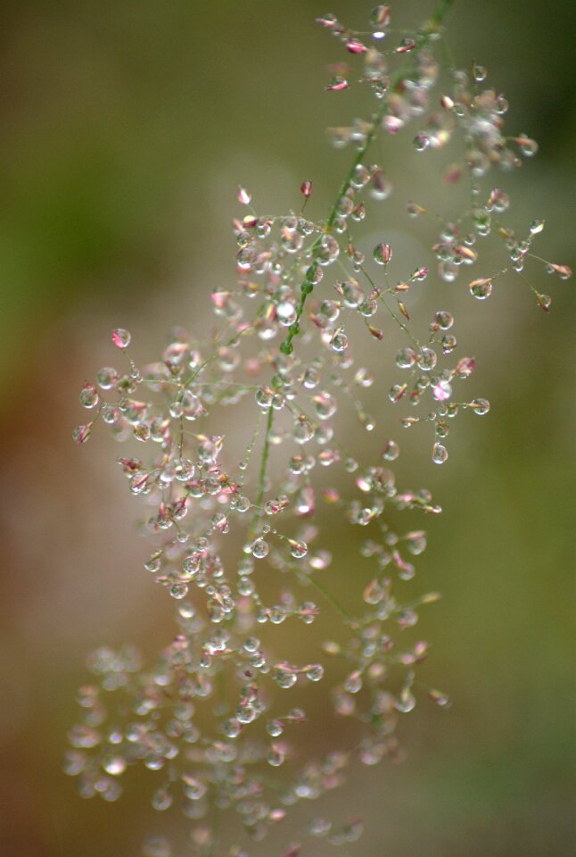Natural environment drop
