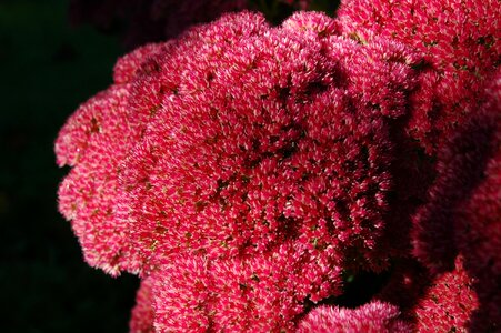 Flower close up color