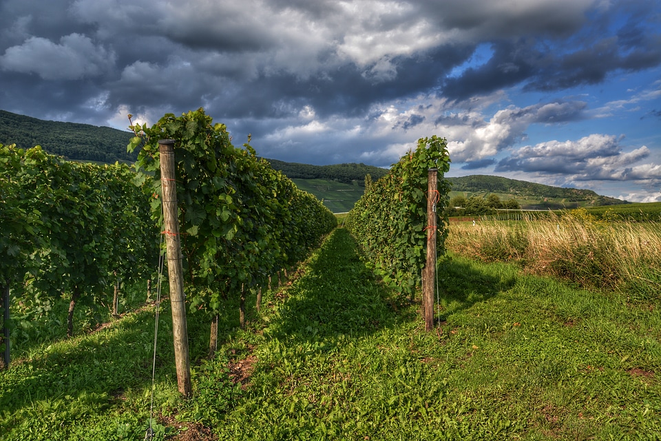 Landscape nature vines