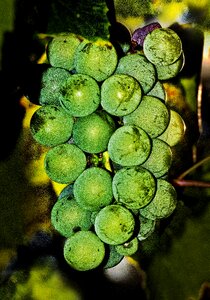 Berries wine berries panicle